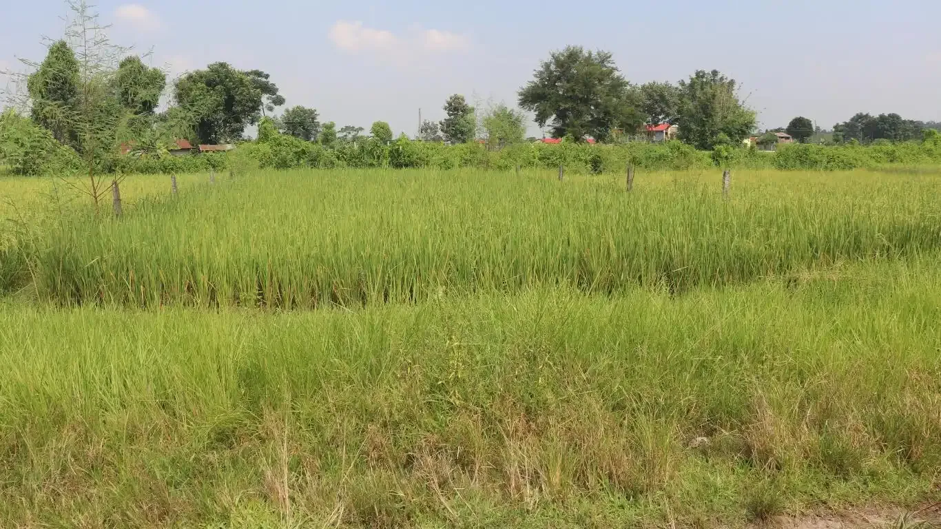 Devnagar, Ward No. 6, Bharatpur Metropolitan City, Chitwan, Bagmati Nepal, ,Land,For sale - Properties,9094