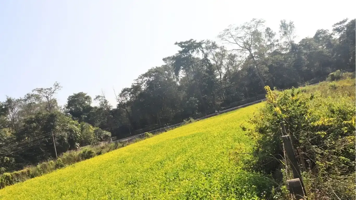 Sauraha, Ward No.5, Ratnanagar Municipality, Chitwan, Bagmati Nepal, ,Land,For sale - Properties,9110