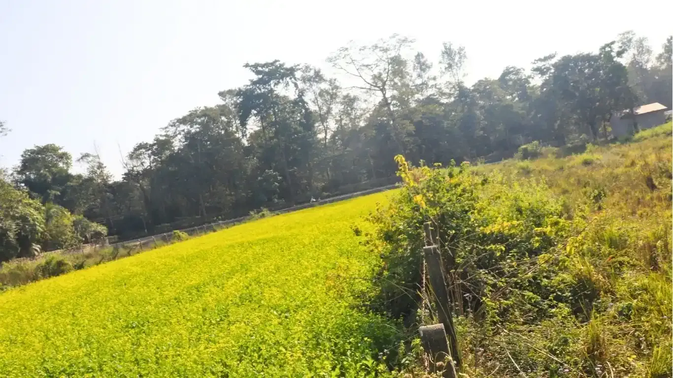 Sauraha, Ward No.5, Ratnanagar Municipality, Chitwan, Bagmati Nepal, ,Land,For sale - Properties,9110