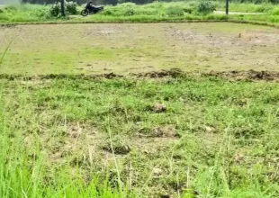 lal parsa, Ward No. 9, Ratnanagar Municipality, Chitwan, Bagmati Nepal, ,Land,For sale - Properties,9138