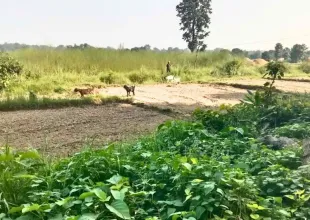 Mahadevpuri, Ward No. 9, Rapti Sonari Rural Municipality, Banke, Lumbini Nepal, ,Land,For sale - Properties,9140