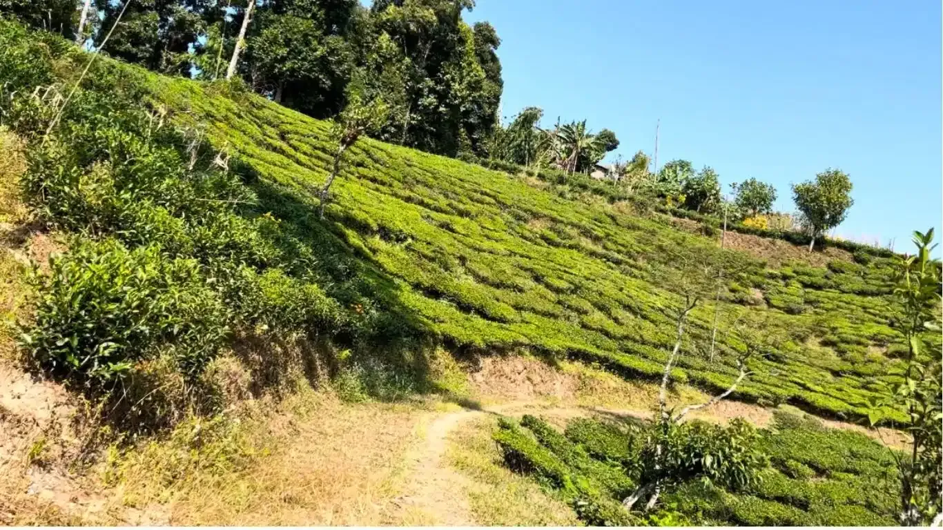 10, Suryodaya Municipality, Ilam, Koshi Pradesh Nepal, ,Land,For sale - Properties,9152