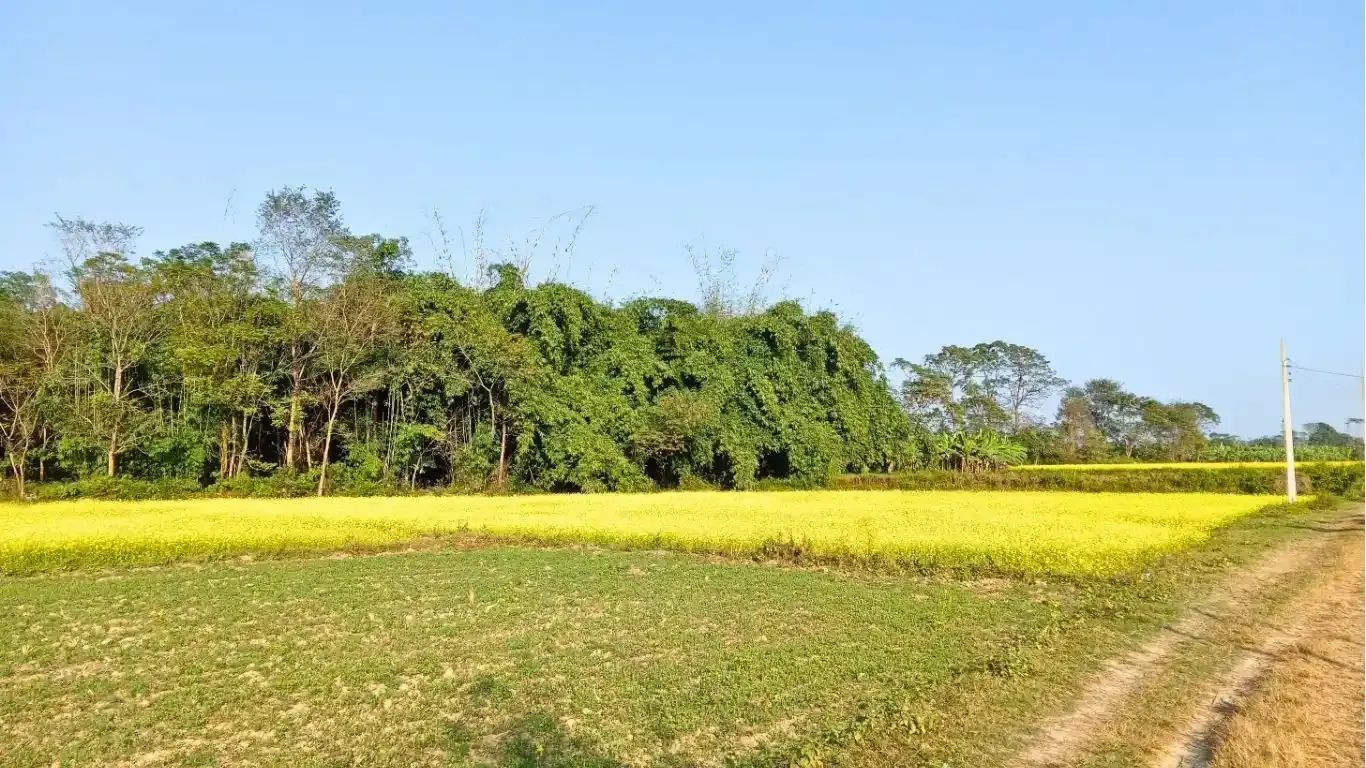 Padariya, Ward No.7, Ratnanagar Municipality, Chitwan, Bagmati Nepal, ,Land,For sale - Properties,9159