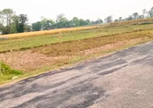 Harnaiya, Ward No.3, Siyari Rural Municipality, Rupandehi, Lumbini Nepal, ,Land,For sale - Properties,9176