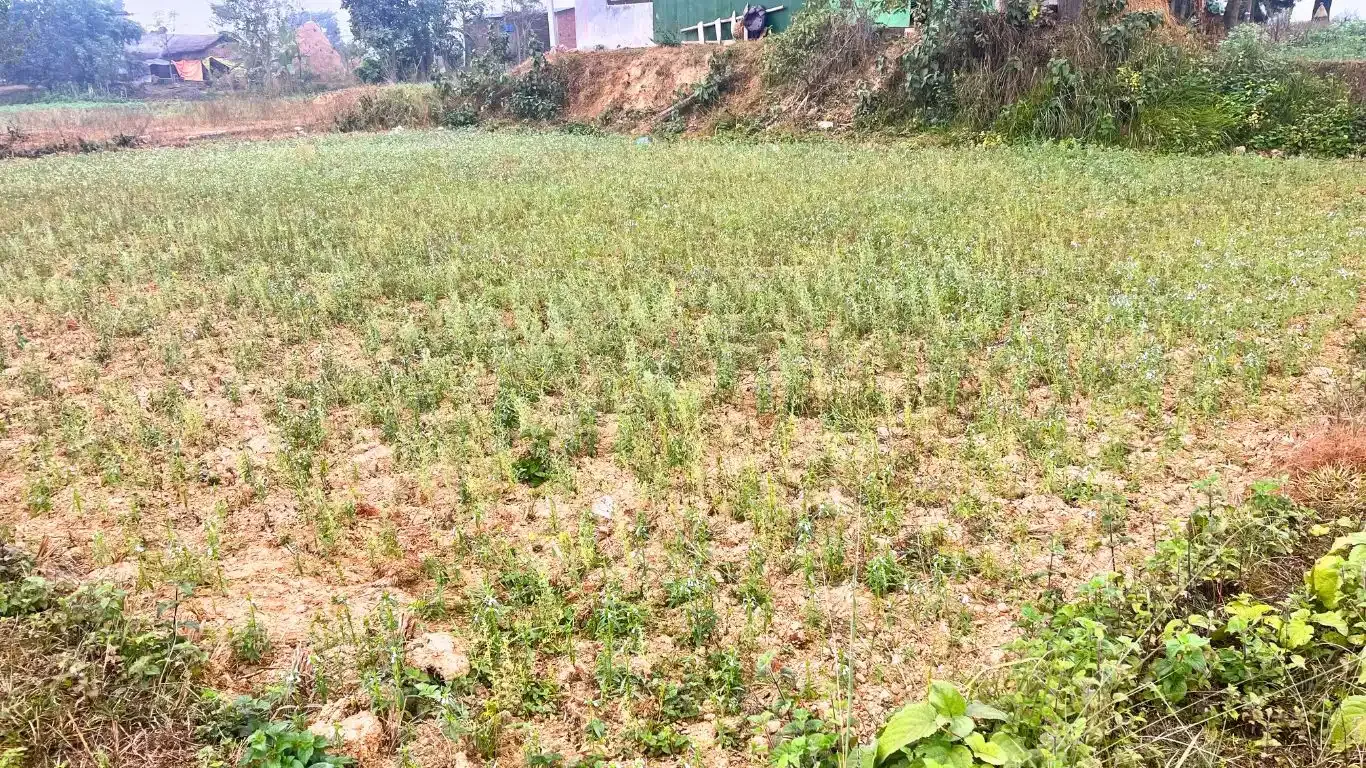 Samabesi Tole, Ward No. 14, Bardaghat Municipality, Parasi, Lumbini Nepal, ,Land,For sale - Properties,9200