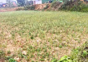 Samabesi Tole, Ward No. 14, Bardaghat Municipality, Parasi, Lumbini Nepal, ,Land,For sale - Properties,9200