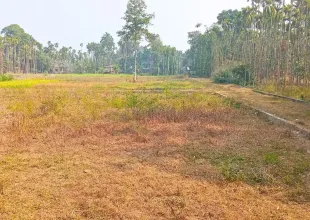 Sanischare, Ward No. 9, Arjundhara, Jhapa, Koshi Pradesh Nepal, ,Land,For sale - Properties,9221