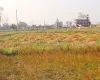 Bachhayauli, Sauraha, Ward No.7, Ratnanagar Municipality, Chitwan, Bagmati Nepal, ,Land,For sale - Properties,9238