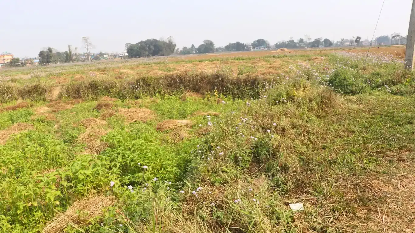 Bachhayauli, Sauraha, Ward No.7, Ratnanagar Municipality, Chitwan, Bagmati Nepal, ,Land,For sale - Properties,9238