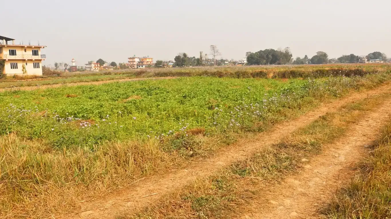 Bachhayauli, Sauraha, Ward No.7, Ratnanagar Municipality, Chitwan, Bagmati Nepal, ,Land,For sale - Properties,9238