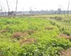 Bachhayauli, Sauraha, Ward No.7, Ratnanagar Municipality, Chitwan, Bagmati Nepal, ,Land,For sale - Properties,9238