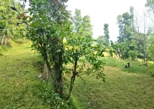 Khanikhola, Ward No. 8, Dhunibesi Municipality, Dhading, Bagmati Nepal, ,Land,For sale - Properties,9308