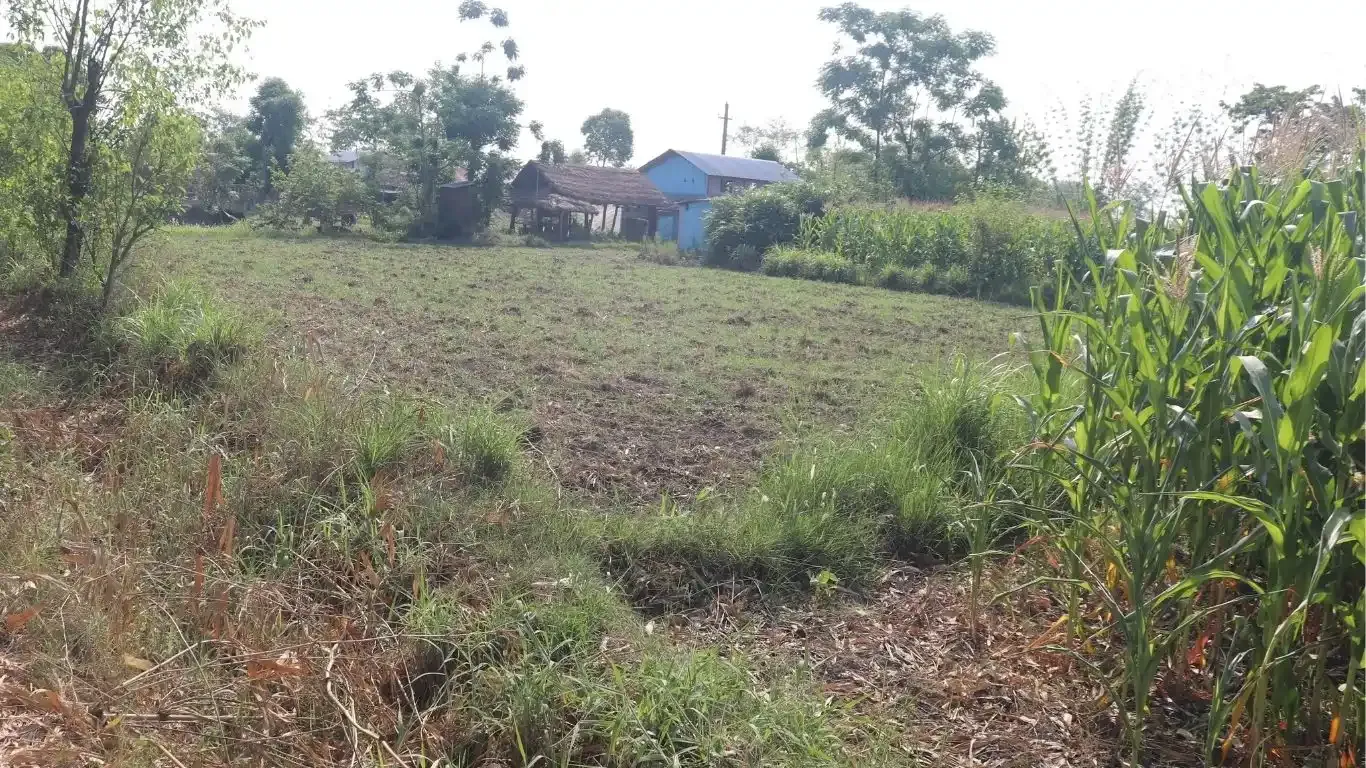Land for sale Meghauli, Meghauli real estate, Chitwan tourism land, land near Chitwan National Park, Seruwa Tole land, eco-resort land Nepal, Bharatpur 28 property, 10 kattha land for homestay, jungle lodge land Nepal