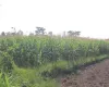 Land for sale Meghauli, Meghauli real estate, Chitwan tourism land, land near Chitwan National Park, Seruwa Tole land, eco-resort land Nepal, Bharatpur 28 property, 10 kattha land for homestay, jungle lodge land Nepal