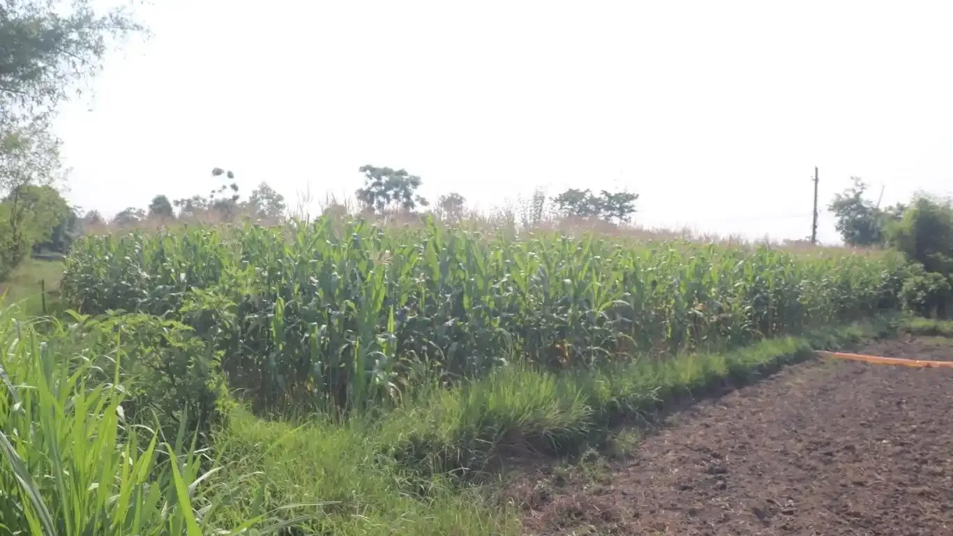 Land for sale Meghauli, Meghauli real estate, Chitwan tourism land, land near Chitwan National Park, Seruwa Tole land, eco-resort land Nepal, Bharatpur 28 property, 10 kattha land for homestay, jungle lodge land Nepal