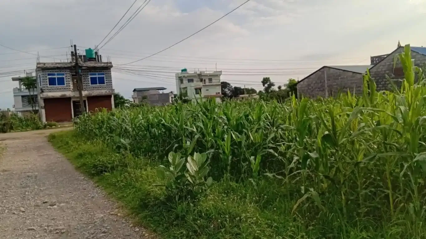Land for sale Kawasoti, 28 Bigha tole land, Nawalpur real estate, 10 dhur plot Kawasoti, residential land near highway, direct land deal Nepal, Kawasoti land near school, buy property in Kawasoti, east-facing land Nepal