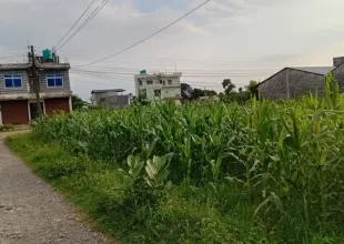 Land for sale Kawasoti, 28 Bigha tole land, Nawalpur real estate, 10 dhur plot Kawasoti, residential land near highway, direct land deal Nepal, Kawasoti land near school, buy property in Kawasoti, east-facing land Nepal