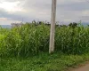 Land for sale Kawasoti, 28 Bigha tole land, Nawalpur real estate, 10 dhur plot Kawasoti, residential land near highway, direct land deal Nepal, Kawasoti land near school, buy property in Kawasoti, east-facing land Nepal