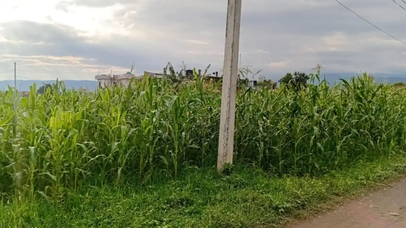 Land for sale Kawasoti, 28 Bigha tole land, Nawalpur real estate, 10 dhur plot Kawasoti, residential land near highway, direct land deal Nepal, Kawasoti land near school, buy property in Kawasoti, east-facing land Nepal