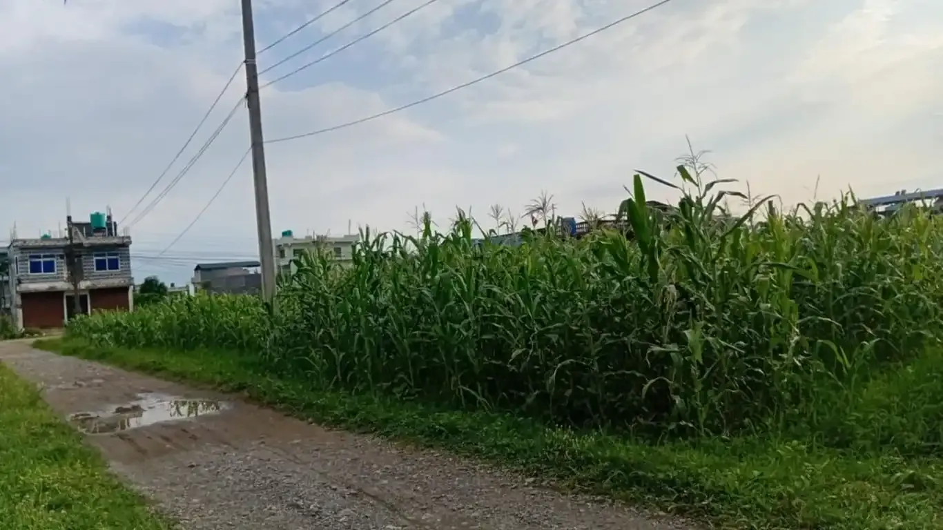 Land for sale Kawasoti, 28 Bigha tole land, Nawalpur real estate, 10 dhur plot Kawasoti, residential land near highway, direct land deal Nepal, Kawasoti land near school, buy property in Kawasoti, east-facing land Nepal