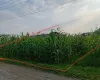 Land for sale Kawasoti, 28 Bigha tole land, Nawalpur real estate, 10 dhur plot Kawasoti, residential land near highway, direct land deal Nepal, Kawasoti land near school, buy property in Kawasoti, east-facing land Nepal