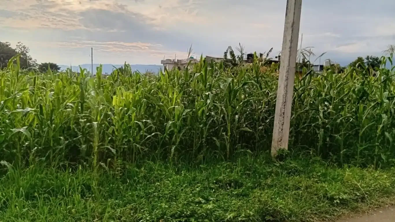 Land for sale Kawasoti, 28 Bigha tole land, Nawalpur real estate, 10 dhur plot Kawasoti, residential land near highway, direct land deal Nepal, Kawasoti land near school, buy property in Kawasoti, east-facing land Nepal