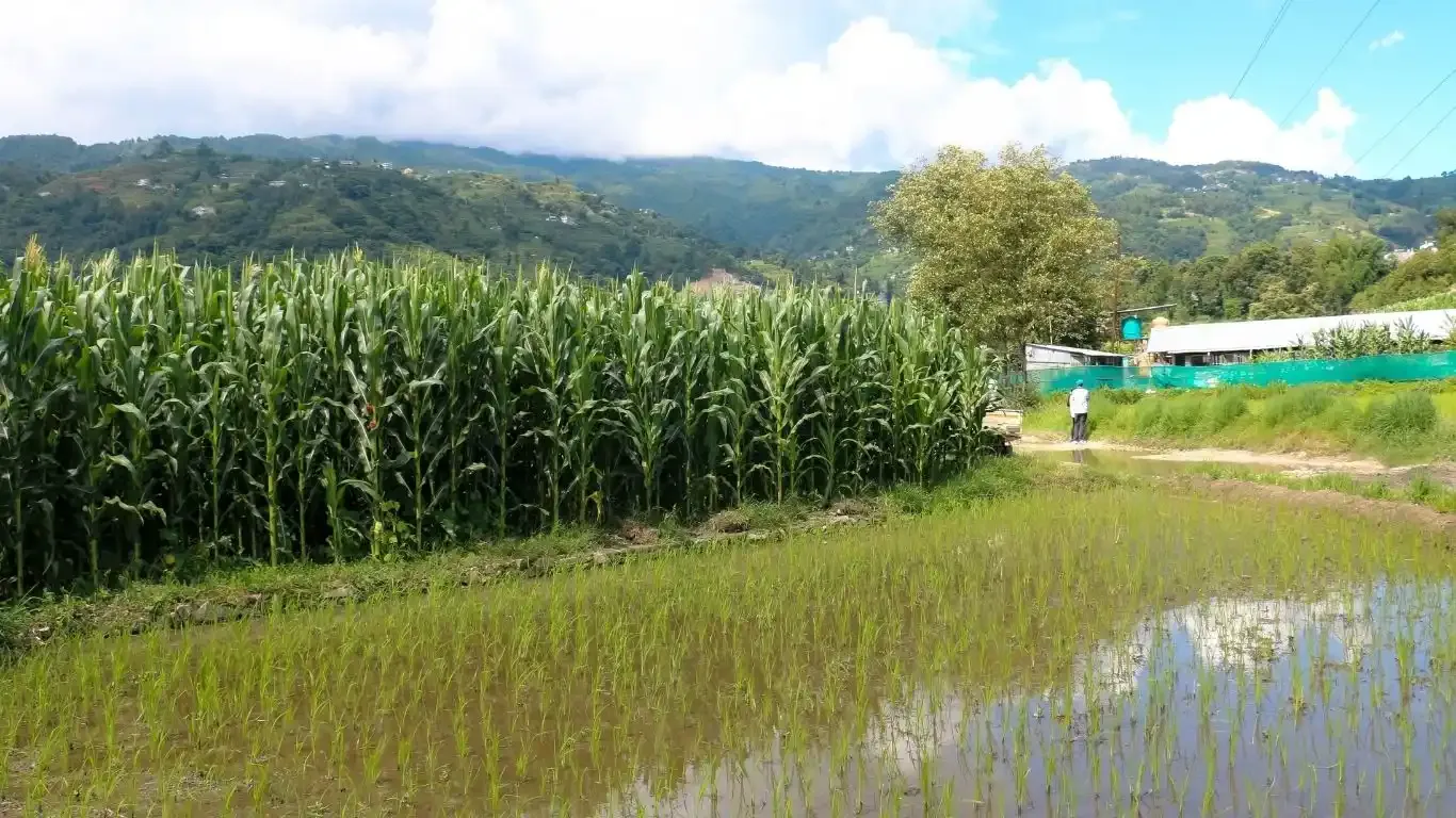 Bhorletar, Aalapot, Ward No. 2, Kageshwori Manohara Nagarpalika, Kathmandu, Bagmati Nepal, ,Land,For sale - Properties,9352