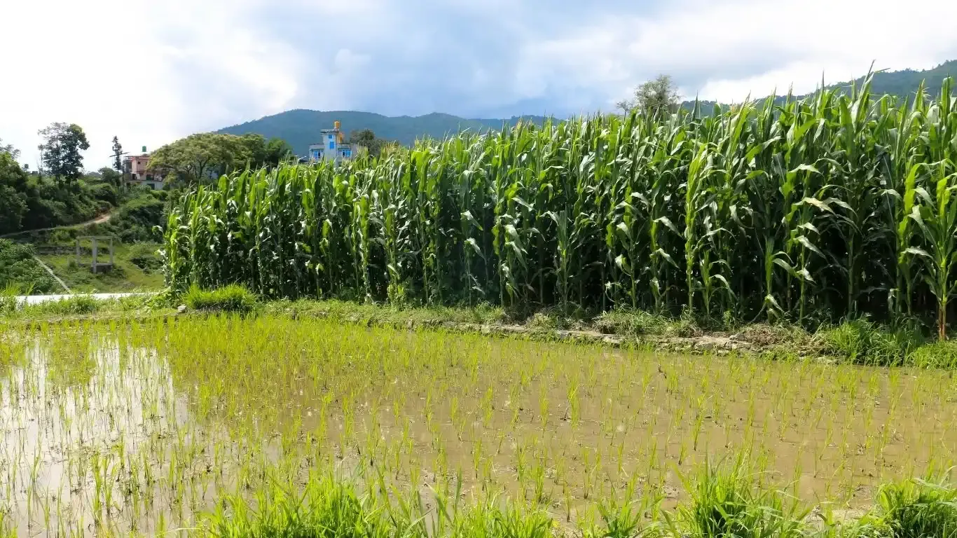 Bhorletar, Aalapot, Ward No. 2, Kageshwori Manohara Nagarpalika, Kathmandu, Bagmati Nepal, ,Land,For sale - Properties,9352