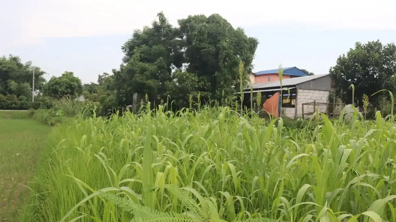 Jagatpur land for sale

Land for sale in Bharatpur 23

Chitwan real estate

2 Kattha land Jagatpur

Land with house for sale Chitwan

Property near Rapti River

Land near Kasara Resort

Tourist area land Chitwan

Real estate Jagatpur Chitwan

Buy land Bharatpur municipality
