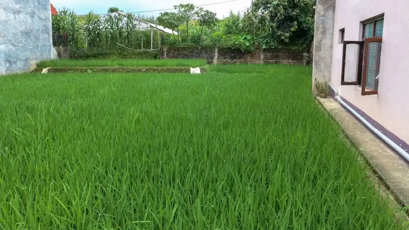 Bhaktapur main road land, Saraswotikhel commercial land, land for sale Changunarayan, 12 Aana mixed-use land, roadside land Bhaktapur, blacktop frontage plot Kathmandu Valley