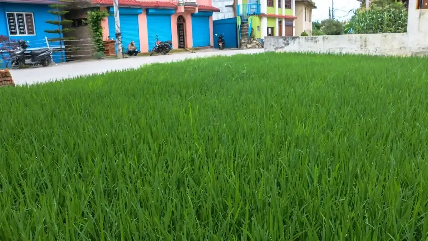 Bhaktapur main road land, Saraswotikhel commercial land, land for sale Changunarayan, 12 Aana mixed-use land, roadside land Bhaktapur, blacktop frontage plot Kathmandu Valley