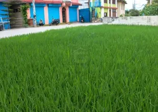 Bhaktapur main road land, Saraswotikhel commercial land, land for sale Changunarayan, 12 Aana mixed-use land, roadside land Bhaktapur, blacktop frontage plot Kathmandu Valley