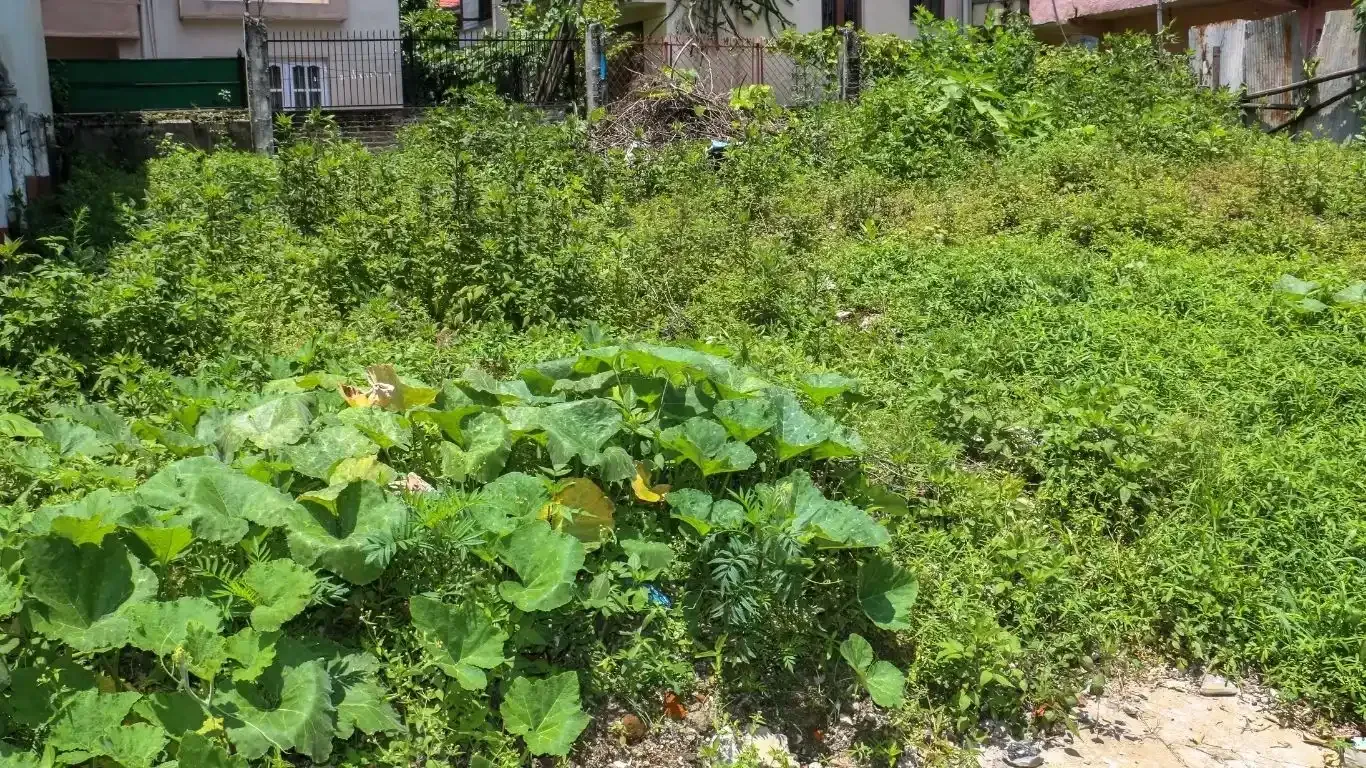 Basundhara land for sale, Bish Club Kathmandu property, Chandani Marg land, Kathmandu east-facing plot, premium land Kathmandu, near Ring Road land, land for NRNs Kathmandu, land near National Cardiac Center, real estate Basundhara, Kathmandu core city residential plot