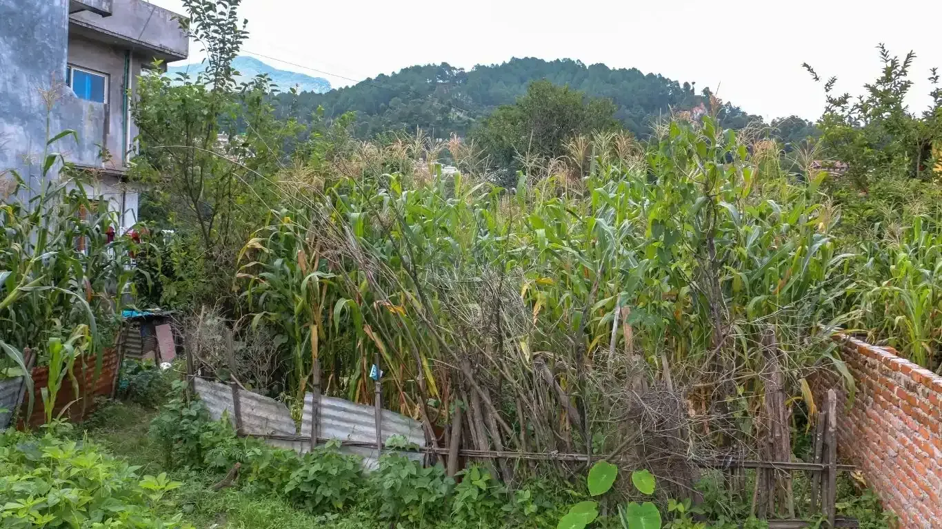 Budhanilkantha land for sale, residential plot Kathmandu, 5 aana land Bhangaal, Karyabinayak land deal, vastu-compliant land Nepal, Kathmandu real estate, land for home Kathmandu