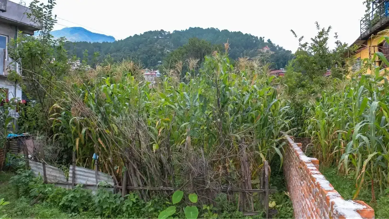 Budhanilkantha land for sale, residential plot Kathmandu, 5 aana land Bhangaal, Karyabinayak land deal, vastu-compliant land Nepal, Kathmandu real estate, land for home Kathmandu