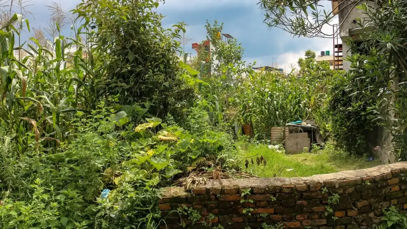 Budhanilkantha land for sale, residential plot Kathmandu, 5 aana land Bhangaal, Karyabinayak land deal, vastu-compliant land Nepal, Kathmandu real estate, land for home Kathmandu