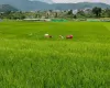 Land for sale in Bhaktapur, Chitrapur Suryabinayak land, Residential land Bhaktapur, Agricultural land near Kathmandu, 5 Aana land Bhaktapur, 1 Ropani land for sale, Land with road and utilities Bhaktapur, Buy land in Ananta Lingeshwar, Scenic plot for house Bhaktapur, Bhaktapur land near highway