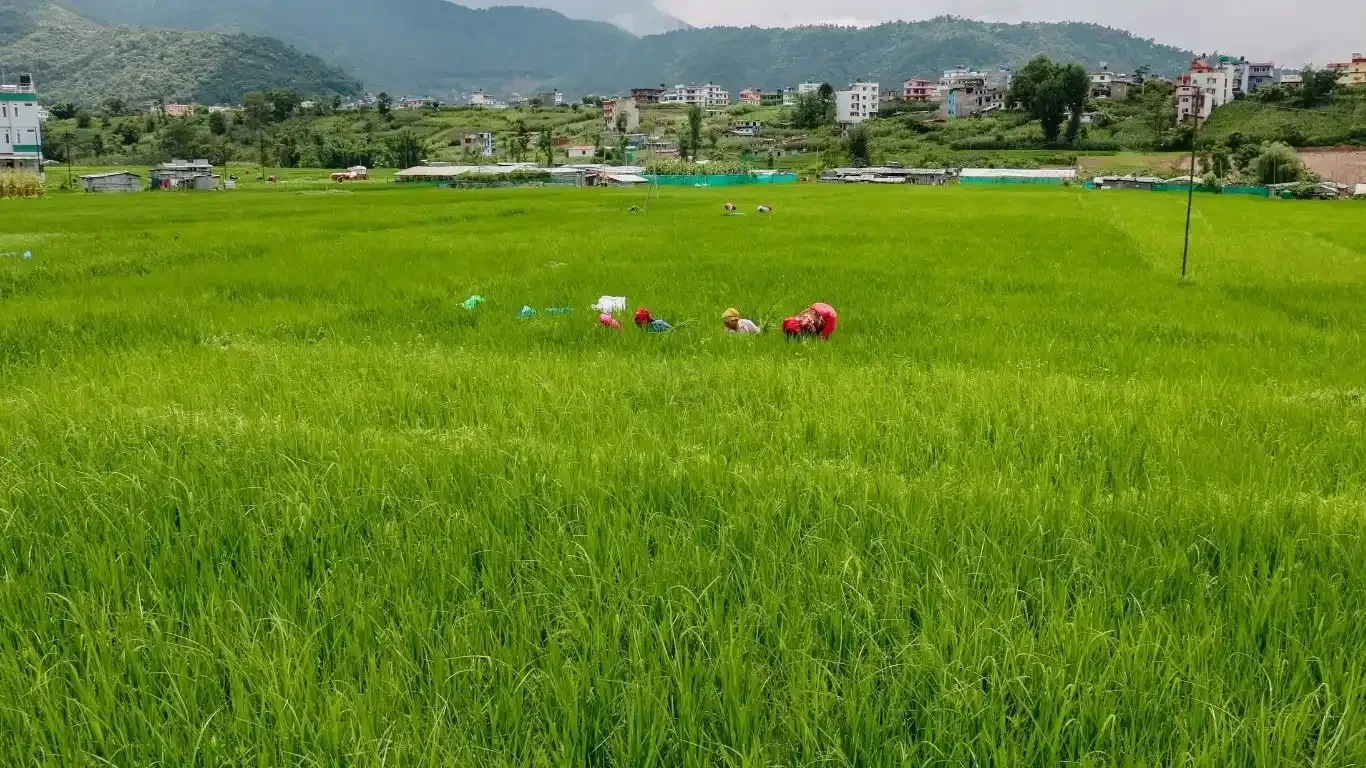 Land for sale in Bhaktapur, Chitrapur Suryabinayak land, Residential land Bhaktapur, Agricultural land near Kathmandu, 5 Aana land Bhaktapur, 1 Ropani land for sale, Land with road and utilities Bhaktapur, Buy land in Ananta Lingeshwar, Scenic plot for house Bhaktapur, Bhaktapur land near highway