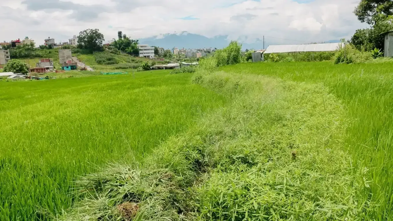 Land for sale in Bhaktapur, Chitrapur Suryabinayak land, Residential land Bhaktapur, Agricultural land near Kathmandu, 5 Aana land Bhaktapur, 1 Ropani land for sale, Land with road and utilities Bhaktapur, Buy land in Ananta Lingeshwar, Scenic plot for house Bhaktapur, Bhaktapur land near highway