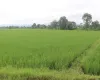 Khairahani land for sale, land near Parsa Bazar Chitwan, industrial land Chitwan, land for school Chitwan, land for warehouse Nepal, 13 kattha land Khairahani, south facing land Nepal, Chitwan plotting land