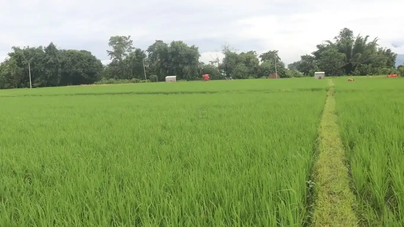 Khairahani land for sale, land near Parsa Bazar Chitwan, industrial land Chitwan, land for school Chitwan, land for warehouse Nepal, 13 kattha land Khairahani, south facing land Nepal, Chitwan plotting land
