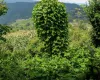 Land for sale Nagarkot Bhaktapur, Property with house Ghadgade Bhaktapur, Scenic land near Sunrise Tole Nagarkot, Buy land near Brahma Kumari Bhaktapur, Land with Himalaya view Nagarkot, Homestay running land Bhaktapur, House and land deal near Nagarkot