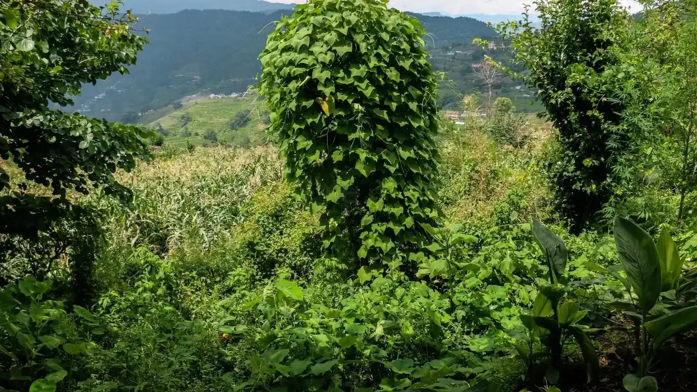 Land for sale Nagarkot Bhaktapur, Property with house Ghadgade Bhaktapur, Scenic land near Sunrise Tole Nagarkot, Buy land near Brahma Kumari Bhaktapur, Land with Himalaya view Nagarkot, Homestay running land Bhaktapur, House and land deal near Nagarkot