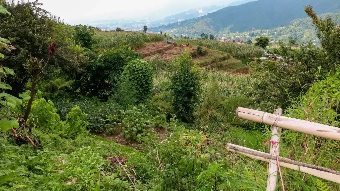 Land for sale Nagarkot Bhaktapur, Property with house Ghadgade Bhaktapur, Scenic land near Sunrise Tole Nagarkot, Buy land near Brahma Kumari Bhaktapur, Land with Himalaya view Nagarkot, Homestay running land Bhaktapur, House and land deal near Nagarkot