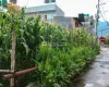 Jarankhu land for sale, Annapurna Tole land, east-facing plot Kathmandu, 4 aana land Kathmandu, residential land Tarakeshwor, Kathmandu land deals, Jarankhu real estate, 16 ft road land Kathmandu, Nepal property for sale