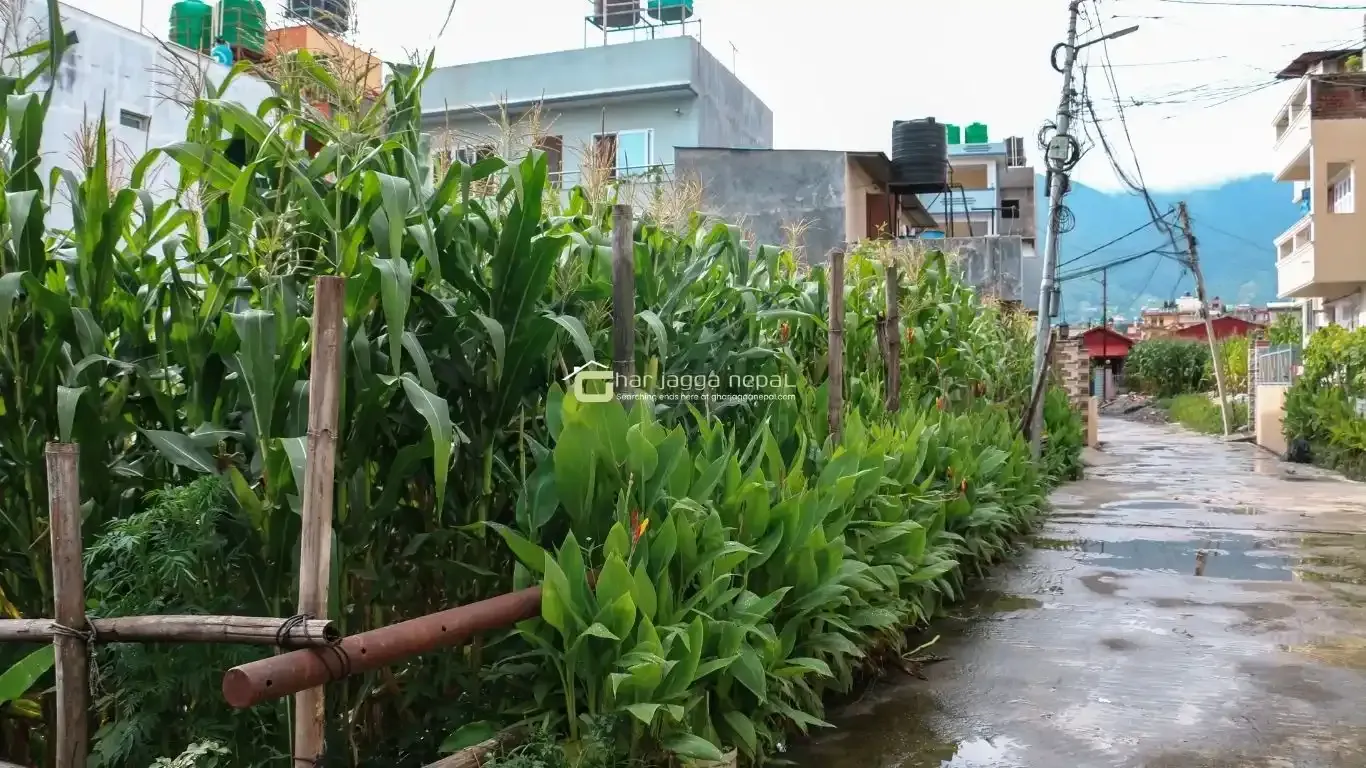 Jarankhu land for sale, Annapurna Tole land, east-facing plot Kathmandu, 4 aana land Kathmandu, residential land Tarakeshwor, Kathmandu land deals, Jarankhu real estate, 16 ft road land Kathmandu, Nepal property for sale