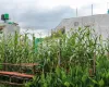 Jarankhu land for sale, Annapurna Tole land, east-facing plot Kathmandu, 4 aana land Kathmandu, residential land Tarakeshwor, Kathmandu land deals, Jarankhu real estate, 16 ft road land Kathmandu, Nepal property for sale