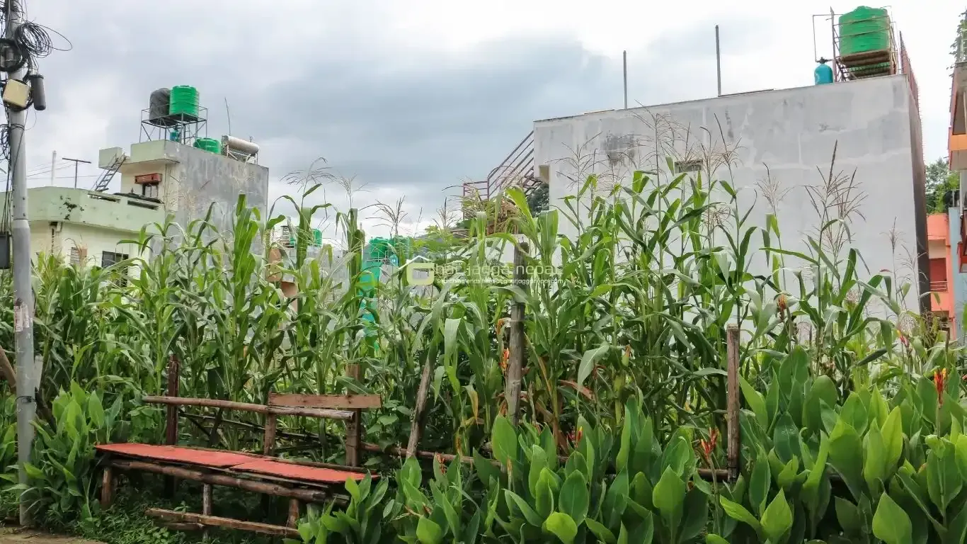 Jarankhu land for sale, Annapurna Tole land, east-facing plot Kathmandu, 4 aana land Kathmandu, residential land Tarakeshwor, Kathmandu land deals, Jarankhu real estate, 16 ft road land Kathmandu, Nepal property for sale