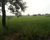 Madhuban land for sale, Bardiya land, 10 kaththa land, east-facing land Bardiya, Madhuban municipality property, gravel road land Bardiya, cheap land Bardiya, Bardiya real estate, 8 meter road frontage land, direct owner sale Bardiya