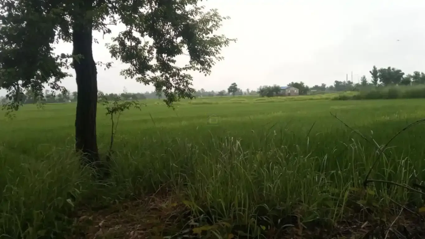 Madhuban land for sale, Bardiya land, 10 kaththa land, east-facing land Bardiya, Madhuban municipality property, gravel road land Bardiya, cheap land Bardiya, Bardiya real estate, 8 meter road frontage land, direct owner sale Bardiya
